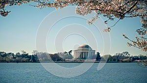 Washington`s thomas jefferson memorial with cherry blossoms branches above it