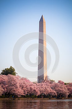 Washington DC Ã¢â¬â April 4, 2019: Cherry blossom festival with Washington memorial around the tidal basin