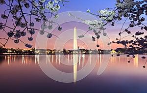 Washington DC Cherry Blossom Festival