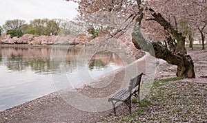 Washington DC Cherry Blossoms