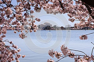 Washington DC Cherry Blossoms Monument Tidal Basin