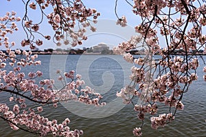 Washington DC Cherry Blossoms Tidal Basin