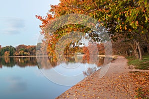 Washington DC Cherry Trees in Autumn