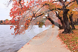 Washington DC Cherry Trees in Autumn