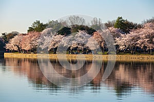 Washington DC Cherry Trees Blossom Around Tidal Basin