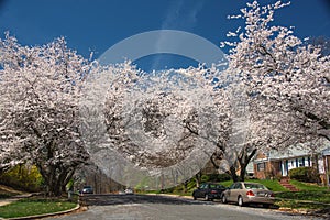 Cherry blossom trees line the neighborhood USA 4