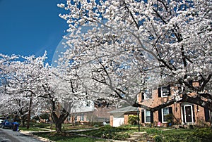 Cherry blossom trees line the neighborhood USA 5