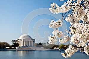 Washington DC Jefferson Memorial Blossoms