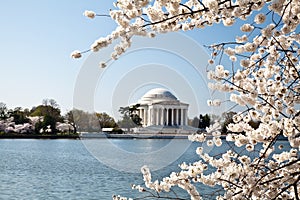 Washington DC Jefferson Memorial Blossoms