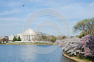Washington DC - Jefferson Memorial in spring