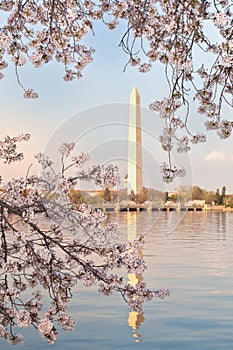 Washington DC Monument with Cherry Blossoms