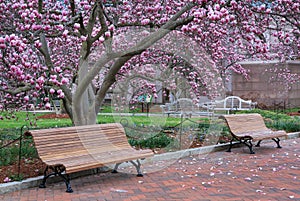 Washington DC Park Benches Magnolia Trees