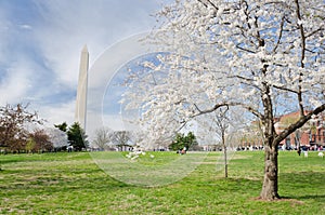 Washington DC in spring