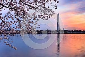 Washington DC Spring Landscape Tidal Basin