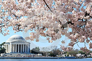 Washington DC, Thomas Jefferson Memorial during Cherry Blossom F