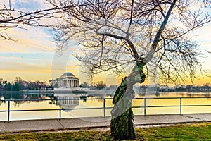 Washington, DC at the Tidal Basin and Jefferson Memorial