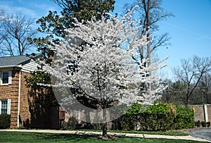 Cherry blossom trees line the neighborhood USA 6