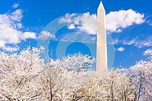 Washington DC, USA in spring season with cherry blossoms