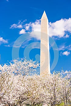 Washington DC, USA in spring season with cherry blossoms