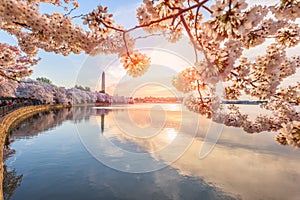 Washington DC, USA at the Tidal Basin with Washington Monument During Spring