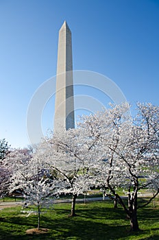 Washington DC, Washington Monument in spring