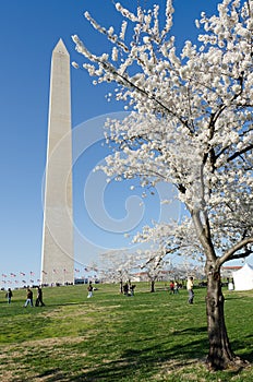 Washington DC, Washington Monument in spring