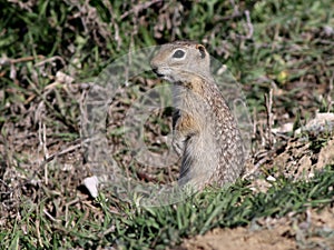 Washington Ground Squirrel - Urocitellus washingtoni