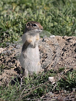 Washington Ground Squirrel - Urocitellus washingtoni
