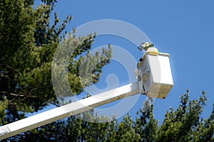 Washington mall with tree maintenance by national park service