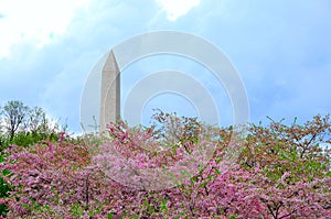 Washington monument in cherry bloom
