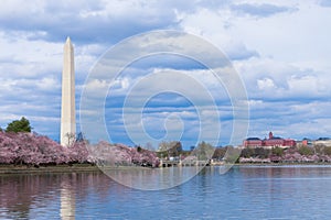 Washington Monument during Cherry Blossom Festival at the tidal basin, Washington DC