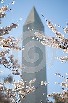 Washington Monument with Cherry Blossoms