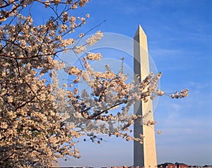 Washington Monument with cherry blossoms in the spring, Washington D.C.