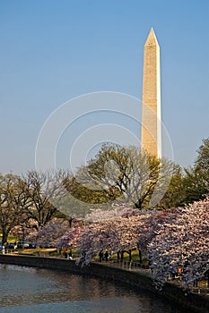 Washington Monument with Cherry Blossoms at the Tidal Basin photo