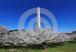 Washington Monument And Cherry Blossoms