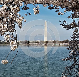 Washington Monument framed by cherry blossoms