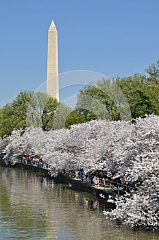 Washington Monument framed by cherry blossoms