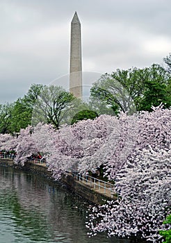 Washington Monument framed by cherry blossoms