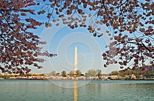 Washington Monument Framed in Cherry Blossoms photo