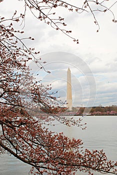 Washington Monument Framed by Cherry Blossoms