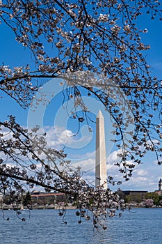 Washington Monument framed by cherry blossoms at the Tidal Basin