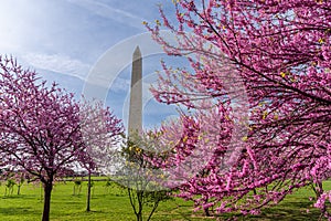 Washington monument on the National Mall in Washington, D.C, USA and Colorful Cherry blossom trees in spring