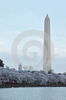 Washington Monument During Peak Cherry Blossom Bloom