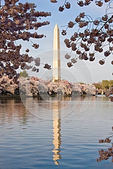 Washington Monument reflected in basin