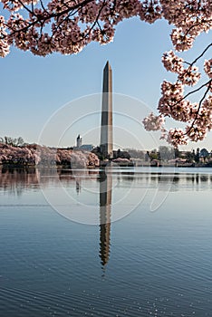 Washington Monument reflected in the Tidal Basin framed by cherry blossoms