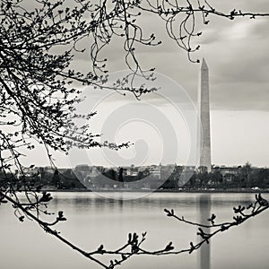 Washington Monument Reflecting In The Tidal Basin
