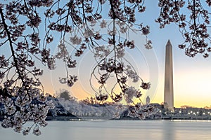 Washington Monument Framed by Cherry Blossoms