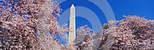 Washington Monument with spring cherry blossoms