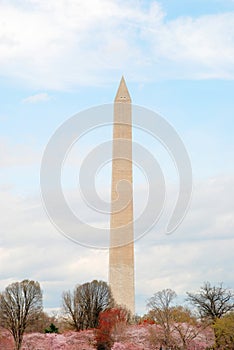 Washington Monument in the Spring