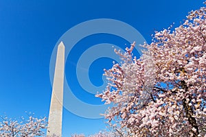 Washington Monument surrounded by cherry blossom under clear blue skies in Washington DC, USA.